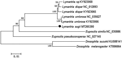 Figure 1. Neighbor-joining (NJ) phylogenetic tree of L. sugii basing on concatenated nucleotides of the 13 PCGs and 2 rRNAs by MEGA 6.0.