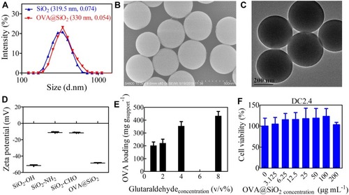 Figure 1 DLS size distribution of SiO2 and OVA@SiO2 (A), SEM image of SiO2 (B), TEM image of SiO2 (C), the surface zeta potential (D), the loading capacity of OVA in OVA@SiO2 as a function of glutaraldehyde concentration (E). (F) The cell viability of DC2.4 after incubating with OVA@SiO2 for 48 h, culture medium was used as control, the data are expressed as mean ± SD (n =5).