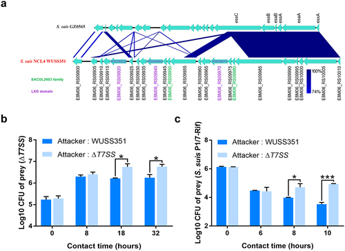 Figure 3. The T7SS of strain WUSS351. (a) Comparison of the sequence of the T7SS clusters between strains WUSS351 and GZ0565. (b) Results of competition experiments performed with WUSS351 or ΔT7SS as attacker strains and ΔT7SS as the prey strain. The number of the final prey cells was determined at 8, 18, and 32 h by serially diluting cultures onto LB+Spc agar plates. (c) Results of competition experiments performed with WUSS351 or ΔT7SS as attacker strains and S. suis strain P1/7-Rif as the prey strain. The number of the final prey cells was determined at 6, 8, and 10 h by serially diluting cultures onto LB+Rif agar plates. The data in the graphs represent the means ± SEM, and asterisks indicate pairs of significantly different values (n = 3, *** indicates p <0.001, * indicates p <0.05, two-tailed unpaired t test).