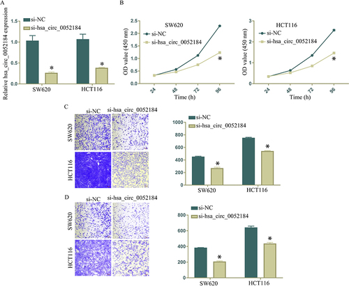 Figure 4 Hsa_circ_0052184 knockdown suppressed CRC cell proliferation and metastasis. (A). Hsa_circ_0052184 knockdown efficiency. (B). Influence of hsa_circ_0052184 knockdown on CRC cell proliferation, as evidenced by the CCK-8 assay. Influence of hsa_circ_0052184 knockdown on CRC cell migration (C) and invasion (D), as evidenced by the Transwell assay. *p<0.05.