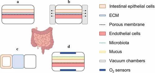 Figure 6. Exemplary schematic cross-sectional illustrations of microfluidic intestinal models. (a) The basic design consists of two channels divided by an artificial membrane coated with ECM (based on Thuenauer et al.Citation88). (b) By implementing two vacuum chambers, peristalsis can be mimicked (based on Grassart et al.Citation57 and Kim et al.Citation58). (c) The three channel model developed by Trietsch et al.Citation59 consists of an intestinal tubule, a channel with extracellular matrix gel and a perfusion lane. (d) The schematically illustrated model of Jalili-Firoozinezhad et al.Citation89 comprises endothelial cells in the basolateral compartment, which is separated from the apical compartment by a porous membrane. There, bacteria are in co-culture with intestinal tissue under hypoxic conditions monitored by oxygen sensors (based on Kim et al.Citation90 and Jalili-Firoozinezhad et al.Citation89).