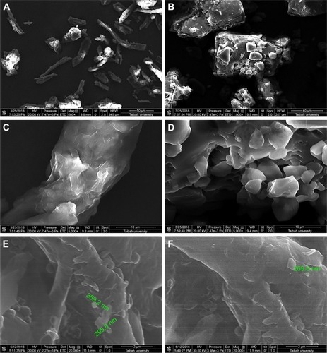 Figure 4 SEM micrographs of (A) MCC, (B) lactose, (C) MCC at a larger magnification, (D) lactose at a larger magnification, (E) GBD–MCC, and (F) GBD–lactose particles.Note: Scales in A, B, C, D, E, and F are 50, 40, 10, 10, 2, and 2 μm, respectively.Abbreviations: GBD, glyburide; MCC, microcrystalline cellulose; SEM, scanning electron microscopy.