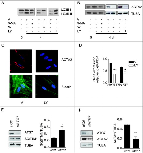 Figure 2. Autophagy induces myofibroblast differentiation in starved fibroblasts. (A) Western blot showing LC3B-I and -II protein levels in WI-38 fibroblasts at baseline or starved in the presence of 3-methyladenine (1 mM; 3-MA), wortmannin (100 nM; W), LY294002 (5 μM; LY) or vehicle (V) for 4 h. Representative of 4 independent experiments. (B) Western blot showing ACTA2 protein levels in WI-38 fibroblasts at baseline or starved and incubated with the same inhibitors as in A for 4 d. Representative of 4 independent experiments. (C) Evaluation of the myofibroblast markers ACTA2 (red) and stress fiber formation (green) by immunofluorescence microscopy in fibroblasts exposed to SS in the presence of LY or V for 4 d. Cell nuclei are visualized in blue. ACTA2 and stress fiber staining of fibroblasts grown in normal medium or starved for 4 d from the same experiment are shown in Figure 1F. Representative of 3 independent experiments. (D) COL1A1 and COL3A1 mRNA levels evaluated by real time qPCR in WI-38 fibroblasts serum starved for 4 d in the presence of the PtdIns3K inhibitor LY or vehicle. GAPDH was used as the reference gene (***P < 0.001 V vs LY for COL1A1 and **P < 0.01 V vs LY for COL3A1). Collagen mRNA levels of fibroblasts grown in normal medium or starved for 4 d from the same experiment are shown in Figure 1G. Representative of 2 independent experiments performed in triplicate. (E) Left panel: Western blot showing ATG7, SQSTM1 and tubulin (TUBA) protein levels in WI-38 fibroblasts starved for 2 d post-nucleofection with control siRNA (siCTL) or ATG7 siRNA (siATG7). Representative of 3 independent experiments. Right panel: Densitometric analysis of SQSTM1 protein level relative to tubulin (representative of 3 independent experiments, *p = 0.0318) in WI-38 fibroblasts silenced for ATG7 expression (ATG7 silencing is effective at 80.6% ± 6.0%, representative of 3 independent experiments, ***P < 0.0001). (F) Left panel: Western blot showing ATG7, ACTA2, and tubulin (TUBA) protein levels in WI-38 fibroblasts starved for 4 d post-nucleofection with control siRNA (siCTL) or ATG7 siRNA (siATG7). Representative of 4 independent experiments. Right panel: Densitometric analysis of ACTA2 level relative to tubulin (***p = 0.0005 representative of 4 independent experiments) in WI-38 fibroblasts silenced for ATG7 expression (ATG7 silencing is effective at 87.4% ± 4.4%, from 4 independent experiments, ***P < 0.0001).