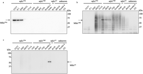 Figure 4. Detection of Mfa1 protein by immunoblot analysis of various Porphyromonas gingivalis strains. Lanes were loaded with 10 µg of WCL from P. gingivalis (a – c). (a) Immunoblot analysis against the Mfa170A protein. (b) Immunoblot analysis against the Mfa170B protein. (c) Immunoblot analysis against the Mfa153 protein.
