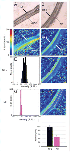 Figure 1. FT-IR microspectroscopy detects differences in lipid composition between wild type and daf-2 mutant worms. A and B show bright field images of pairs of wild-type and mutant L4 hermaphrodite worms. N2 indicates the wild-type strain, Bristol N2; daf-2 denotes the hypomorphic allele, daf-2(e1370). C and D show relative intensity heat maps of absorption in the 3000–2000 cm−1 region. Each pixel indicates the relative intensity value calculated from one spectrum. The relative intensity values are calculated by summing the absorption for the 3000–2000 cm−1 region and then dividing by the total absorption across the entire spectrum. A higher relative intensity indicates that the C-H band absorption is a greater proportion of the total absorption at that pixel. The total absorption thus acts as internal control for each data point implying that although the worm may vary in thickness across the sample, the thickness does not affect the relative intensity value. E-I. Quantification of the relative intensity data shown in C and D. F and H show the heat maps displayed in C and D with the areas (pixels) of each image subjected to analysis indicated by colored outlines. E and G show histograms giving the relative intensity distributions for pixels in regions outlined in F and H respectively. I shows a graph of the average relative intensities of all pixels from 3 independent images of worms of either genotype. Between 275 and 448 spectra from each image were used for the calculations.