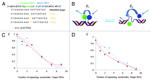 Figure 3. Dependence of FRET efficiency E on distance between donor and acceptor FRET. Probes ON1+ON4 and ON2+ON4 (FRET pairs MCitation1/MCitation4 and M2/MCitation4) are shown as blue and red lines, respectively. The data presented was obtained assuming E = 1.0 for duplexes with target DNA/RNA at n = 0.