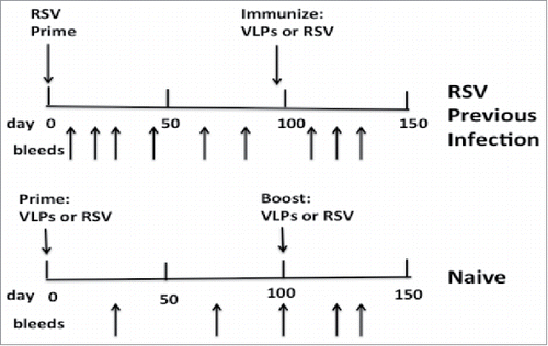 Figure 2. Immunization/infection timelines. Top panel shows timing of infection of animals with RSV (day 0) and their subsequent immunization with VLPs (day 95) or a second RSV infection (day 95). Sera were harvested from each animal at times indicated by arrows pointing upwards. Bottom panel shows timing of prime immunization with VLPs or RSV infection of naïve animals (day 0) and the subsequent boost with VLPs or a second RSV infection (day 100). Sera were harvested at times indicated by arrows pointing upward.