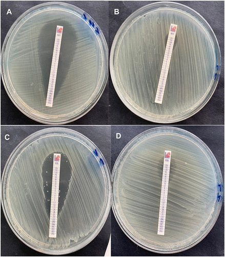 Figure 1 Meropenem/vaborbactam and fosfomycin susceptibility testing using the MIC Test Strip according to CLSI guidelines. (A) Meropenem/vaborbactam susceptible strain (MIC = 0.032 µg/mL), (B) meropenem/vaborbactam resistant strain (MIC > 256 µg/mL), (C) fosfomycin susceptible strain (MIC = 0.25 µg/mL) and (D) fosfomycin resistant strain (MIC > 256 µg/mL).