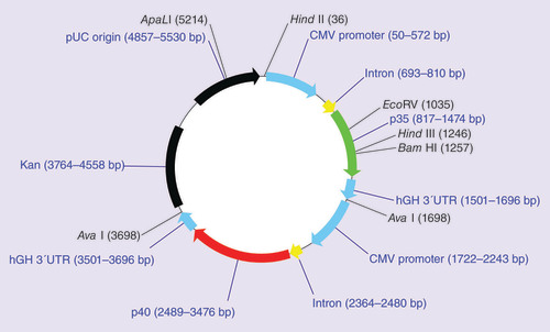 Figure 2. GEN-1 human IL-12 plasmid structure.