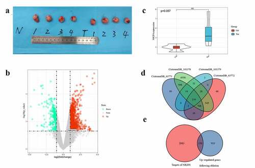 Figure 5. Determination of potential targets in residual hepatoblastoma after incomplete ablation. (a) ablation-treated model group (T, N = 4) and normal untreated group (N, N = 4); (b) differentially expressed analysis of ablation-treated model and untreated group; (c) an upregulated tendency of NR2F6 expression induced by incomplete ablation; (d) selection of potential targets using 4 datasets of ChIP-seq detection in liver cancer HepG2 cells; and (e) the latent targets regulated by NR2F6 in residual hepatoblastoma treated by incomplete ablation