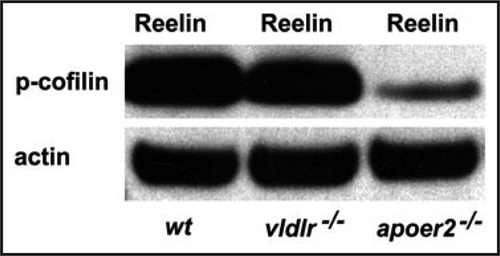 Figure 2 Reelin-induced phosphorylation of n-cofilin involves ApoER2 and VLDLR. In cortical lysates prepared from E18 wild-type mice and treated with recombinant Reelin the protein levels of phosphorylated cofilin (p-cofilin) are much higher when compared to those from ApoER2-/- mice. Levels of p-cofilin were only slightly reduced in VLDLR-/- tissue. Actin was used as a loading control.