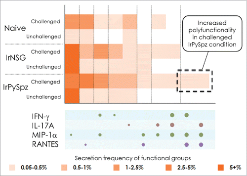 Figure 1. SCBC single-cell heat map shows unique and highly polyfunctional hepatic CD8+ T-cell subsets with the dominant profile of MIP-1α, RANTES, IFN-γ, and/or IL-17A, which were induced in a group of mice that received IrPySpz immunization and live PySpz challenge.