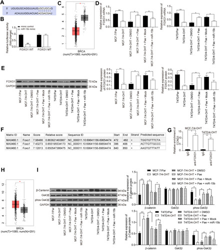 Figure 5 miR-15b potentiates the β-catenin signaling by targeting FOXO1 and transcriptionally activating CCND1. (A) Mapping of the binding sites between miR-15b and FOXO1 predicted by StarBase bioinformatics website; (B) the luciferase activity of FOXO1 in cells transfected with miR-15b mimic or mimic control; (C) FOXO1 expression in BC patients revealed by GEPIA website (http://gepia.cancer-pku.cn/index.html); (D) FOXO1 mRNA expression in T47D and MCF-7 cells under different treatments assessed by RT-qPCR; (E) FOXO1 protein expression in T47D and MCF-7 cells under different treatments assessed by Western blot analysis; (F) the promoter sequence binding sites of FOXO1 to CCND1 analyzed by JASPAR bioinformatics website (http://jaspar.genereg.net/); (G) FOXO1 binding sites to CCND1 promoter sequence confirmed by ChIP-qPCR; (H) CCND1 expression in BC patients revealed by GEPIA website (http://gepia.cancer-pku.cn/index.html); (I) the β-catenin and GSK3β expression as well as the extent of GSK3β phosphorylation in MCF-7 and T47D parents and resistant cells. Data are displayed in the form of mean ± SD. All experiments were repeated at least three times. In panel (B) two-way ANOVA along with Tukey’s multiple comparison was applied, while in panel (D, E and I) one-way ANOVA along with Tukey’s multiple comparison was used. *p < 0.05, **p < 0.01.