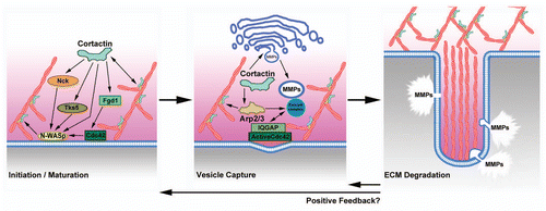 Figure 3 Model of cortactin function at invadopodia. Cortactin is thought to contribute to two major processes in invadopodia: (1) actin polymerization for initiation and/or maturation of invadopodia via activation of N-WASp via Nck, activation of cdc42 via Fgd1, and coactivation of Arp2/3 complex and (2) vesicular trafficking of matrix metalloproteinases to invadopodia via either regulation of post-Golgi trafficking or vesicle capture at invadopodia. Once ECM-degradation is established at invadopodia, they may become longer-lived due to positive feedback.