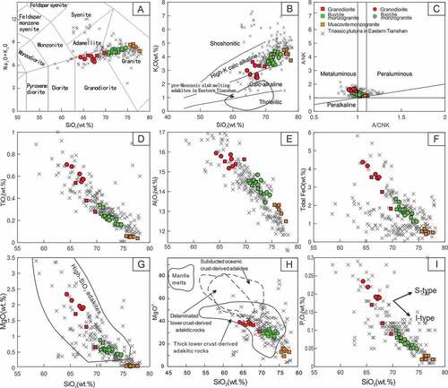 Figure 6. Discrimination diagrams for the granites from Baishandong pluton. (A) TAS classification diagram of the granitoids from Baishandong pluton, after Middlemost (Brown Citation1994); (B) K2O-SiO2 diagram after (Zhou et al. Citation2010; Zhang et al. Citation2011; Kröner et al. Citation2013; Breiter et al. Citation2014; Wang et al. Citation2017). The shadow area represents pre-Mesozoic slab melting adakites in Eastern Tianshan (Mao et al. Citation2021); (C) A/NK-A/CNK diagram after (Masuda and Akagi Citation1989). Hark variation diagrams showing the major and trace element variations of the Triassic Baishandong pluton in the Eastern Tianshan; (D) TiO2, (E) Al2O3, (F) FeOT, (G) MgO (Martin et al. Citation2005), (H) Mg#, Reference fields are from (Gu et al. Citation2006; Kröner et al. Citation2011), (I) P2O5, respectively.