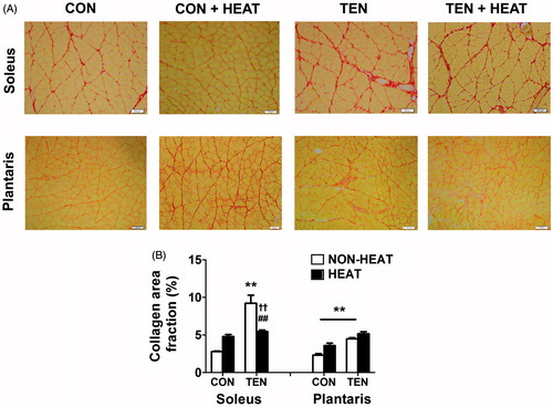 Figure 5. Effects of heat stress and tenotomy on intramuscular collagen accumulation in soleus and plantrais muscles. (A) Picrosirius red-stained collagen fibres of control (CON), control with heat stress (CON+HEAT), tenotomy (TEN), and tenotomy combined with heat stress (TEN+HEAT), muscle fibres were stained with yellow, whilst collagen fibres were stained red. Scale bars = 100 µm. (B) Percentage of collagen area fraction (n = 4 rats/group). **p < 0.01 vs. respective CON within each muscle; ##p < 0.01 vs. respective NON-HEAT within each muscle; and ††p < 0.01 for TEN × HEAT interaction within each muscle.