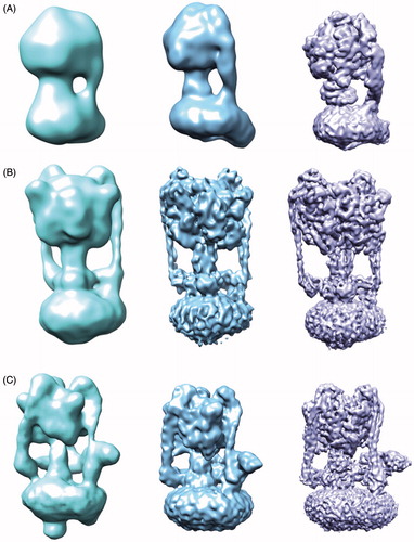 Figure 3. Increasing resolution of the ATPase family structures from EM. (A) F-ATPase structures determined by EM from ∼32 Å to 6.4 Å (EMDB accession codes: 1357,2091,3169). (B) A-ATPase structures determined by EM from ∼16–6.4 Å (EMDB accession codes: 1888,5335,8016). (C) V-ATPase structures determined by EM from ∼17–6.9 Å (EMDB accession codes: 1590,5476,6284). This Figure is reproduced in colour in Molecular Membrane Biology online.