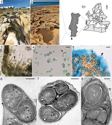 Figs 1–8. Sampling site and samples of the colonial cyanobacterium LEGE 06123. Figs 1, 2. The sampling site at Luz beach, showing location in southern Portugal (arrowhead). Fig. 3. Unicellular cyanobacterium (arrowhead) in mat collected from shallow puddle. Fig. 4. Isolate LEGE 06123 showing sub-spherical cells which divide irregularly in various planes with dispersion through disintegration of colonies after intensive cell division (arrow). Fig. 5. Firm sheath (arrow) and amorphous polysaccharide layer (arrowhead) surround cells stained with Alcian blue. Figs 6–8. Ultrastructure (TEM) showing the laminated nature of the sheath and the concentric arrangement of thylakoids which can exhibit invaginations towards the centre of the cell (sh, sheath, th, thylakoids). Scale bars: 10 µm (light micrographs); 1 µm (TEM).