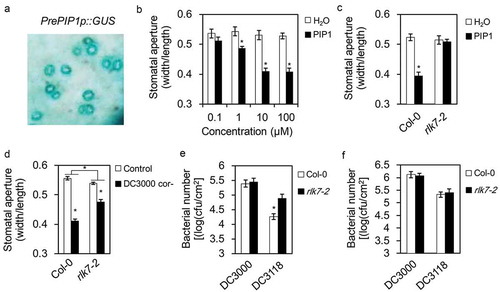 Figure 1. PIP1-RLK7 activates stomatal immunity in Arabidopsis.(a) GUS staining of the Arabidopsis leaf transgenically expressing prePIP1 promoter-controlled GUS gene. (b) Stomatal aperture in Col-0 plants under treatment with H2O or different concentration of PIP1. (c) Stomatal aperture in Col-0 and rlk7-2 mutants upon treatment with 10 μM PIP1. (d) Stomatal aperture in Col-0 and rlk7-2 mutants post spray-incubation with Pst DC3118 (2 × 108 cfu ml−1). In B-D, epidermal peels were torn off from the leaves after treatments. Stomatal apertures (ratio of stomatal width: length) in the epidermal peels were measured. Error bars indicate SE for three independent replicates (n = 60 for each replicate). Asterisks represent significant differences (Student’s t test, P value < .01). (e and f) The growth of Pst DC3000 and Pst DC3118 in leaves of 5-week-old plants 3 days after spray-inoculation with bacteria at 2 × 108 cfu ml−1 (e), or infiltration-inoculation with bacteria at 2 × 105 cfu (f) ml−1. Error bars indicate SE for three independent replicates (n = 12 for each replicate). Asterisks represent significant differences (Student’s t test, P value < .01) compared to Col-0.