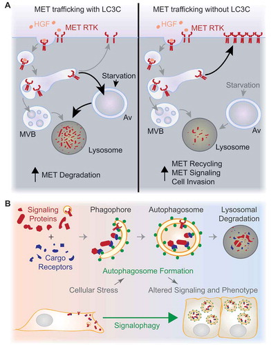 Figure 1. Regulation of cell signaling by autophagy. (A) If LC3C is present (left), localization of the HGF-activated MET RTK to an autophagic degradative pathway is enhanced by starvation-induced upregulation of autophagy. In cancers where LC3C expression is suppressed (right), MET is not targeted for autophagic degradation, resulting in increased MET recycling, prolonged signaling, and enhanced HGF-stimulated migration and invasion. MVB, multivesicular body; Av, autophagosome. (B) Increased autophagosome formation is induced in response to diverse cellular stresses, and can promote homeostasis through degradation of cellular components, including damaged organelles and pathogens. Autophagy also selectively degrades proteins recruited through binding to cargo receptors that interact with Atg8-family proteins (green circles), such as LC3C. The selective sequestration and lysosomal degradation of signaling proteins, termed signalophagy, could allow autophagy to participate in stress-responsive selective remodeling of cell signaling. This regulatory function for autophagy could be an important contributor to cellular adaptation to stress.
