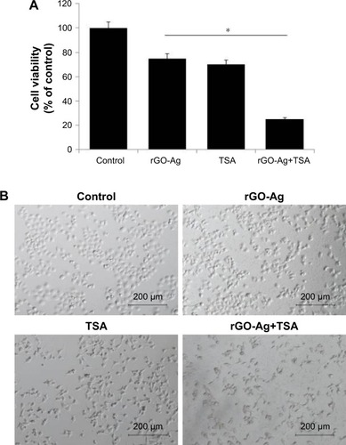 Figure 8 Effects of rGO-Ag alone or TSA alone or the combinatorial effect of rGO-Ag and TSA on cell viability and cell morphology of SKOV3.Notes: (A) SKOV3 cells were treated with rGO-Ag (0.2 µM) alone, TSA (0.2 µM) alone, or combination of both rGO-Ag (0.2 µM) and TSA (0.2 µM) for 24 h. The cell viability was determined using MTT assay. The results are expressed as the mean ± standard deviation of three independent experiments. A significant difference was observed between control and treated cells. The viability of treated cells was compared to that of the untreated cells using Student’s t-test (*P<0.05). (B) Phase contrast microscopy data showing the morphological appearance of SKOV3 cells treated with rGO-Ag (0.2 µM) alone, TSA (0.2 µM) alone, or combination of both rGO-Ag (0.2 µM) and TSA (0.2 µM) for 24 h.Abbreviations: rGO-Ag, reduced graphene oxide-silver; TSA, trichostatin A.