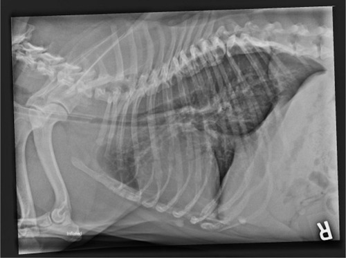 Figure 6 Lateral thoracic radiograph of a Bulldog with a hypoplastic trachea.