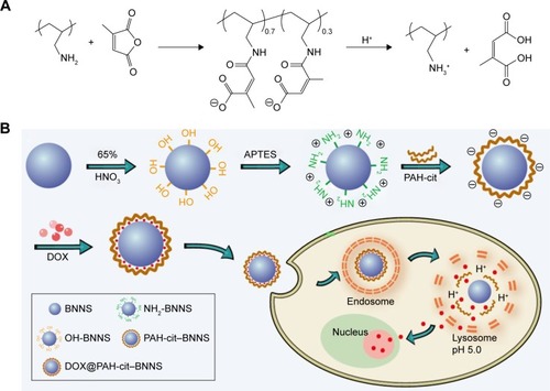 Scheme 1 (A) Synthetic route of PAH-cit and its pH-responsive charge-reversal behavior. (B) Schematic illustration showing the formation of DOX@PAH-cit–BNNS and their delivery kinetics.Abbreviations: APTES, 3-aminopropyltriethoxysilane; BNNS, boron nitride nanospheres; DOX, doxorubicin; PAH-cit, poly(allylamine hydrochlorid)-citraconic anhydride.