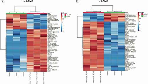 Figure 3. (A) Heatmap showing the top 50 regulated proteins (blue = downregulated, oxblood/red = upregulated) following c-di-AMP treatment. (B) Heatmap showing the top 50 regulated proteins following c-di-GMP treatment. Heatmaps were plotted on the MetaboAnalyst software Version 5.0 with auto-scale normalized data.