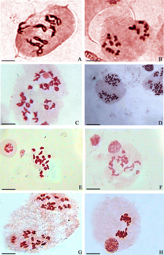 Figure 2. Pollen mother cells at different stages of meiosis. (A, B) A. scoparia at diplotene and anaphase I. (C, D) A. nilagirica (Rajouri population) at diakinesis and anaphase I; (E) A. nilagirica (Jammu population) at metaphase I; (F) associations at diakinesis (2IVs + 13IIs); (G) anaphase I; (H) laggard at anaphase I.