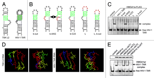 Figure 1. The first A/T-hook of HMGA1 recognizes the apical stem structure of TAR. (A) Predicted secondary structures of 7SK L2 RNA and HIV-1 TAR. The putative HMGA1a-binding motif is labeled in green and the sites of interaction with Tat and Cyc T1 are highlighted in gray. (B) Predicted secondary structures of HIV-1 TAR mutants. The putative HMGA1a-binding site is labeled in green and mutated nucleotides are labeled in red. (C) Fam6-labeled HIV-1 TAR RNA was incubated with immunopurified HMGA1a-FLAG in presence of the 10-fold excess of the non-labeled TAR mutants shown in (B). The resulting complexes were analyzed in EMSAs compared with no competitor (-) and HIV-1 TAR wild-type. (D) Comparison of the predicted tertiary structures of the assumed HMGA1-binding motif of 7SK L2 and HIV-1 TAR. The tertiary structure was calculated using Assemble software.40 Adenine residues are labeled in blue, uracil residues in green, guanine residues in red and cytosine residues in yellow. (E) EMSAs with Fam6-labeled HIV-1 TAR and immunopurified HMGA1a-FLAG mutants. HIV-1 TAR was incubated with equal amounts (upper panel) of immunopurified mutants of each HMGA1a A/T-hook alone (HMGA1a ΔA/T1-3) and the resulting complexes were compared in EMSAs to HMGA1a-FLAG wild-type and the triple mutant HMGA1a 3xΔA/T-FLAG (lower panel).
