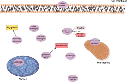 Figure 3 The significant proteins from the regression model of pain intensity in the CWP group.