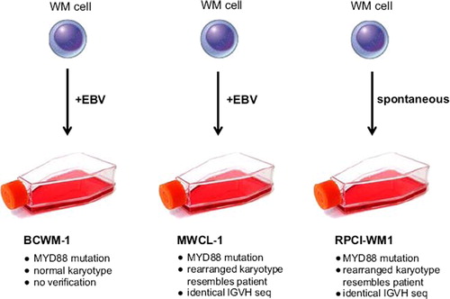 Figure 1. Comparison of three WM-derived cell lines.