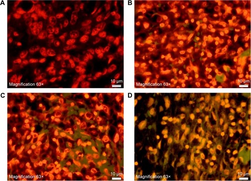 Figure 5 Apoptosis confirmation using the TUNEL assay.