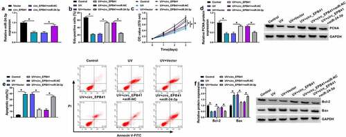 Figure 4. Circ_EPB41 regulated UV irradiation-induced apoptosis of SRA01/04 cells by interacting with miR-24-3p. (a) The effects between circ_EPB41 and miR-24-3p overexpression on miR-24-3p expression were determined by qRT-PCR in UV irradiation-stimulated SRA01/04 cells. (b-f) SRA01/04 cells were transfected with Vector, circ_EPB41, circ_EPB41+ miR-NC or circ_EPB41+ miR-24-3p after UV irradiation, with untreated SRA01/04 cells and UV irradiated-SRA01/04 cells as controls. (b and c) Cell proliferation was investigated by Edu and MTT assays. (d and f) The protein expression of PCNA, Bcl-2 and Bax was checked by western blot analysis. (e) Flow cytometry analysis was implemented to detect cell apoptosis. *P < 0.05