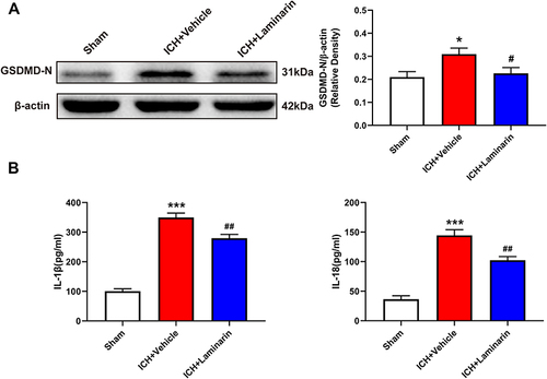Figure 4 Dectin-1 blockade reduced ICH-induced expression of pyroptosis-associated molecules. (A) Representative Western blot bands and protein quantitative analysis of GSDMD-N; n = 4. (B) Concentrations of IL-1β and IL-18 in the perihematomal zone according to ELISA; n = 5. Data are expressed as the mean ± SEM. *p < 0.05, ***p < 0.001 vs sham. #p < 0.05, ##p < 0.01 vs ICH + vehicle.
