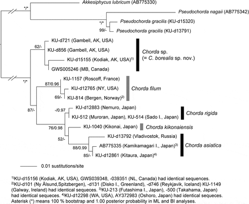 Fig. 11. Maximum likelihood (ML) molecular phylogeny based on DNA sequences of plastid rbcL gene (1356 bp). Numbers below the branches indicate the bootstrap values (BP, right) and Bayesian posterior probabilities (PP, left). Only the BP (≥ 50%) and PP (≥ 0.95) are shown.