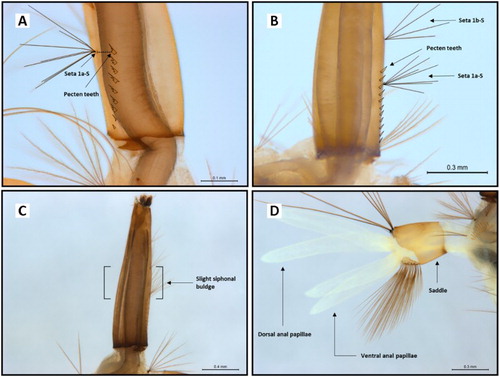 Figure 3. Some morphological variations observed in Culex quinquefasciatus larvae. A, Seta 1a-S in line with pecten teeth rather than above; B, seta 1a-S positioned below the level of pecten teeth rather than above; C, slight bulge of siphon, rather than distinct bulge; and D, anal papillae longer than saddle rather than equal.