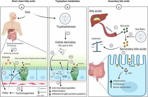 Figure 3. Mucin regulation and intestinal barrier function by gut microbiota metabolites