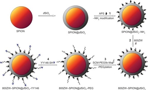 Figure 1 A schematic illustration of the synthesis of 800ZW–SPION@dSiO2–YY146.Notes: Uniform dSiO2-coated SPION nanoparticles (1) were first modified with –NH2 groups to form dSiO2NH2. (2) dSiO2–NH2 was labeled with 800ZW for NIRF imaging and subsequent –NH2 to PEG; (3) afterward, PEGylated with SCM-PEG5k-Mal to form 800ZW–SPION@dSiO2–PEG; (4) which was then subjected to mAb conjugation to form 800ZW–SPION@dSiO2–YY146.Abbreviations: SPION, superparamagnetic iron oxide nanoparticles; NIRF, near infra-red fluorescence; PEG, polyethylene glycol; mAb, monoclonal antibody; APS, ammonium persulfate.