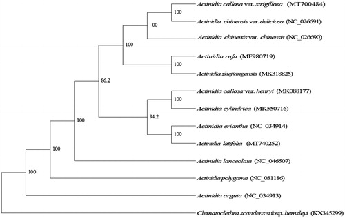 Figure 1. Phylogenetic position of A. latifolia in genus Actinidia as inferred by MP analyses of chloroplast genome sequences. Numbers above the lines indicate the maximum likelihood bootstrap value >50% for each clade. Accession Numbers: A. callosa var. strigillosa (MT700484), A. chinensis var. chinensis (NC026690), A. chinensis var. deliciosa (NC026691), A. zhejiangensis (MK318825), A. rufa (MF980719), A. eriantha (NC034914), A. lanceolata (NC046507), A. callosa var. henryi (MK088177), A.cylindrica (MK550716), A. arguta (NC034913), A. polygama (NC031186), and Clematoclethra scandens subsp. hemsleyi (KX345299).