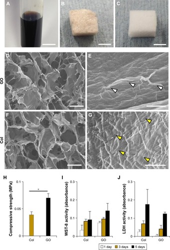 Figure 1 Characterization of GO scaffold.Notes: (A) GO dispersing solution. (B) GO scaffold. (C) Collagen scaffold. (D, E) SEM images of GO scaffold. A wrinkled structure of GO (white arrowheads) was observed on collagen fibers of GO scaffold. (F, G) SEM images of collagen scaffold. Visible striations (yellow arrowheads) were shown on collagen fibers of untreated collagen scaffold. (H) Compressive strength of scaffolds (N=6, mean ± SD). *P<0.05. (I) WST-8 and (J) LDH activity of MC3T3E-1 cells seeded onto scaffolds (N=4, mean ± SD). Scale bars represent 1 cm (A), 3 mm (B, C), 100 μm (D, F), and 1 μm (E, G).Abbreviations: Col, collagen; GO, graphene oxide; LDH, lactate dehydrogenase; SEM, scanning electron microscopy, WST-8, water-soluble tetrazolium salt.