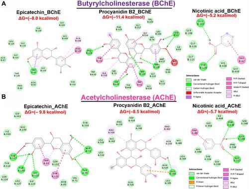 Figure 6 Molecular docking profile of epicatechin and procyanidin B2 with cholinesterase. Two-dimensional (2 D) representations of the interaction occurring between epicatechin and procyanidin B2 and (A) butyrylcholinesterase and (B) acetylcholinesterase.