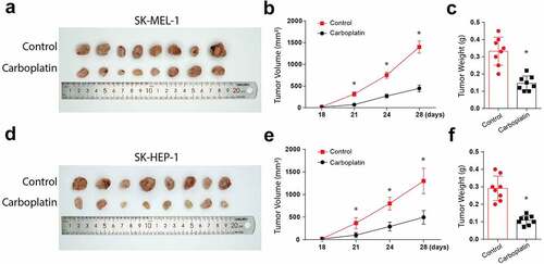 Figure 5. Carboplatin treatment reduces the in-vivo tumor size and volume