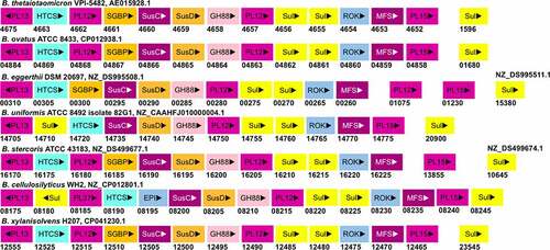 Figure 5. The gene organization of the Heparin/HS-PUL in various gut Bacteroides. The HS-PUL in B. thetaiotaomicron VPI-5482 spans from bt4652-bt4675. PLs (purple), SusD and SGBP (Orange), SusC and MFS (plum), GH88 (pink), sulfatase (yellow), HTCS (cyan), and ROK (blue) encoded in PULs are indicated. Genome accession numbers are presented at the top of each Bacteroides species and gene numbers of various genes are provided below each gene.