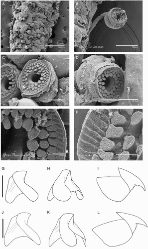 Figure 17 Mastigoteuthis psychrophila. A–F, NIWA 44301, ♀, ML 96 mm; G–I, NIWA 44301, ♀, ML 84 mm, LRL 2.67 mm; J–L, NIWA 44277, head only, LRL 3.07 mm. A–F, Tentacle suckers; G, J, lower beaks in lateral profile view; H, K, lower beaks in lateral oblique view; I, L, upper beaks. Scale bars = A, 500 µm; B, 100 µm; C, D, 50 µm; E, F, 10 µm; G–L, 5 mm.