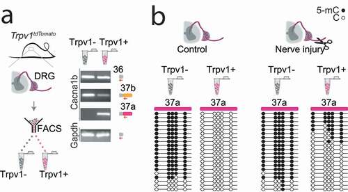 Figure 1. Cell-specific Cacna1b e37a inclusion and methylation in Trpv1 nociceptors is disrupted following nerve injury