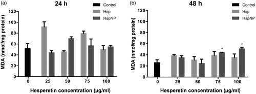 Figure 5. MDA levels were measured to determine intracellular reactive oxygen species (ROS) generation in C6 glioma cells after (a) 24 h and (b) 48-h treatment with Hsp and HspNPs. *indicate statistically significant differences compared to control (p < .05).