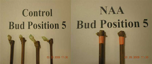 FIGURE 5 ‘Edelweiss’ single-bud cuttings at bud position five showing a delay in bud break by using NAA at 1000 ppm (color figure available online).