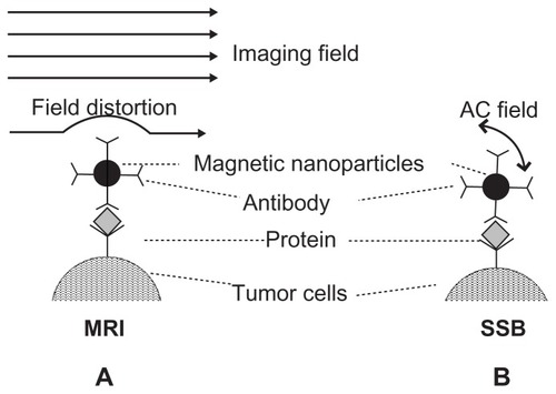 Figure 1 Illustration of mechanism of (A) MRI and (B) SSB examination for antibody-mediated magnetic nanoparticles on liver tumor tissue.Abbreviations: AC, alternating current; MRI, magnetic resonance imaging; SSB, scanning superconducting-quantum-interference-device biosusceptometry.