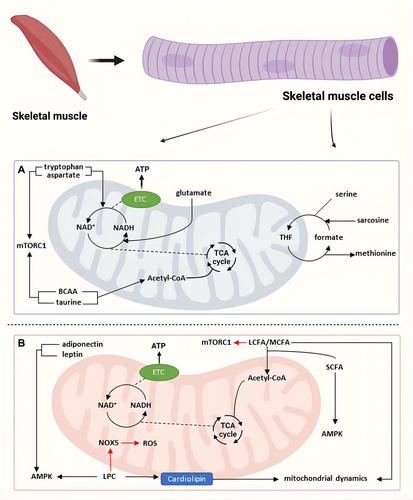 Figure 2 The effect of amino acid and lipid metabolism on mitochondrial function of skeletal muscle. (A) The process of BCAA and taurine degraded to Acetyl-CoA in mitochondrial energy metabolism is explained. Tryptophan and aspartate act as the core components of NAD+ metabolism. BCAA, taurine, tryptophan and aspartate can activate mTORC1 signaling and promote mitochondrial function. Glutamate participates in NAD+ metabolism through GOT1. Serine, methionine and sarcosine are involved in mitochondria related single carbon metabolism. (B) LCFA, MCFA and SCFA can promote β-oxidation to increase ATP production, but LCFA and MCFA can also inhibit mTORC1 and reduce mitochondrial function. LPC leads to the production of ROS in mitochondria through NOX5. Cardiolipin produced by LCFA, MCFA and LPC can promote mitochondrial division and fusion. SCFA, LPC, adiponectin and leptin can improve mitochondrial energy metabolism through AMPK.